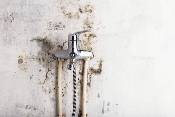 Trusted Hoffman Estates, IL Mold Removal Experts