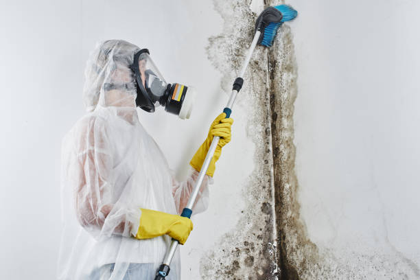 Best Residential Mold Removal  in Hoffman Estates, IL