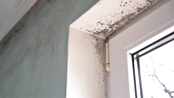 Best Home Mold Removal  in Hoffman Estates, IL