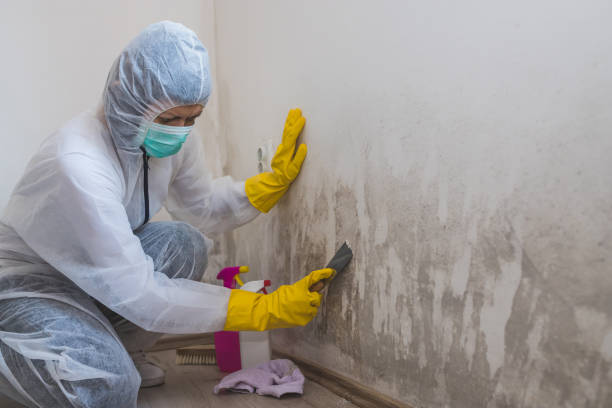 Best Mold Cleaning Services  in Hoffman Estates, IL