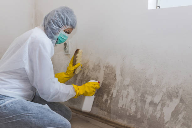 Best Mold Remediation Services  in Hoffman Estates, IL