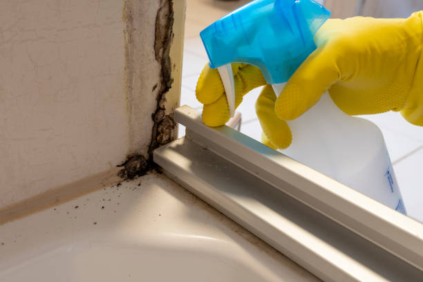 Best Mold Damage Repair  in Hoffman Estates, IL