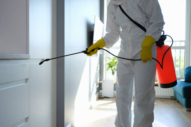 Best Same-Day Mold Removal  in Hoffman Estates, IL