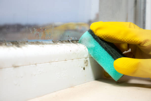 Home Mold Removal in Hoffman Estates, IL