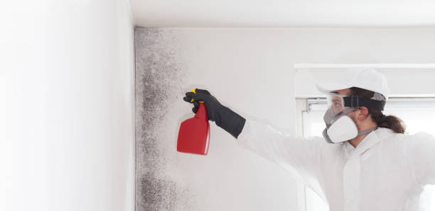 Best Commercial Mold Removal  in Hoffman Estates, IL