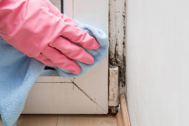 Best Best Mold Removal Companies  in Hoffman Estates, IL